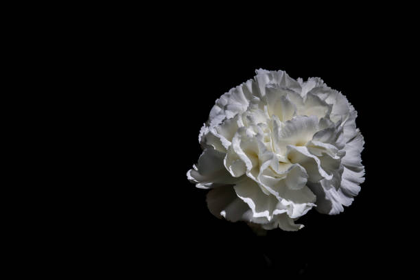 Flower head of white carnation isolated on a black background.