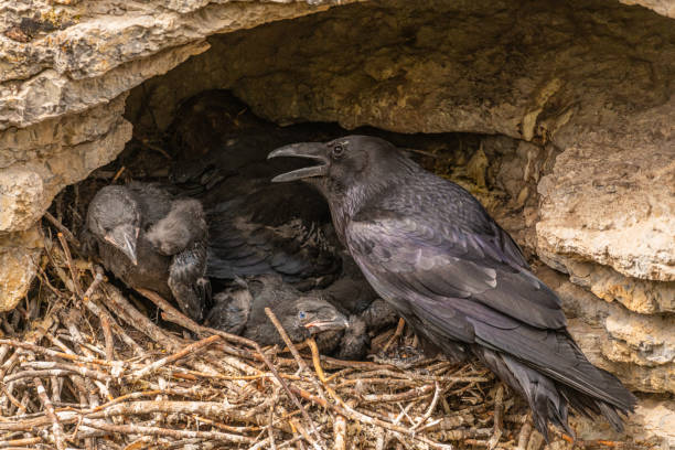 istock Young Ravens (Corvus Corax) seen in Jasper National Park during spring time with babies in nest in the side of Maligne Canyon during spring time. 2176240688