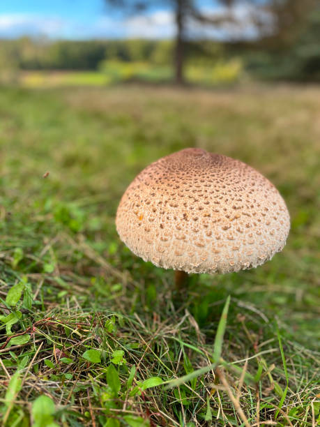 istock Big Brown And White Mushroom In A Green Grass Field 2176241262