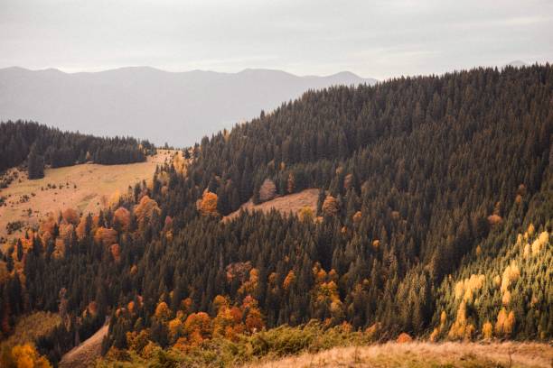 Autumn in the Carpathian Mountains brings a sense of peace and reflection. The quiet peaks and vast valleys create a serene atmosphere, with the crisp mountain air enhancing the tranquility of the landscape. As the season changes, warm hues of orange and gold emerge, adding a touch of color to the stunning scenery. The Carpathians offer a perfect escape, inviting a deeper connection with nature and a moment of stillness amidst the mountain backdrop.