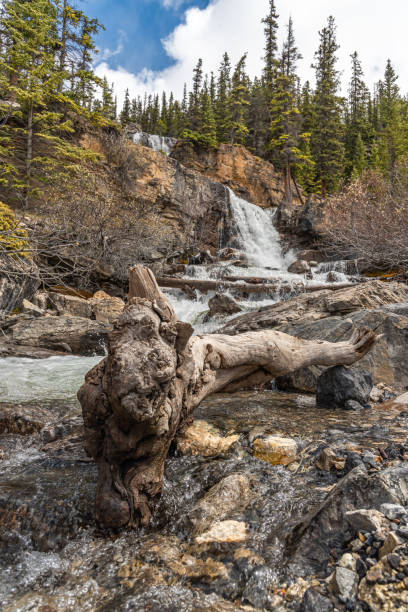 Stunning scenes from Tangle Creek Falls on the Icefields Parkway during spring time with nature waterfall running down the side of a beautiful cliff face in Banff Jasper area of Canada.