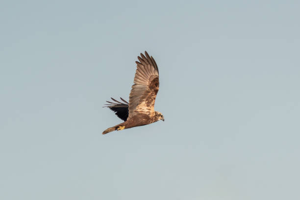 istock Western Marsh Harrier flies free in the sky 2176247713
