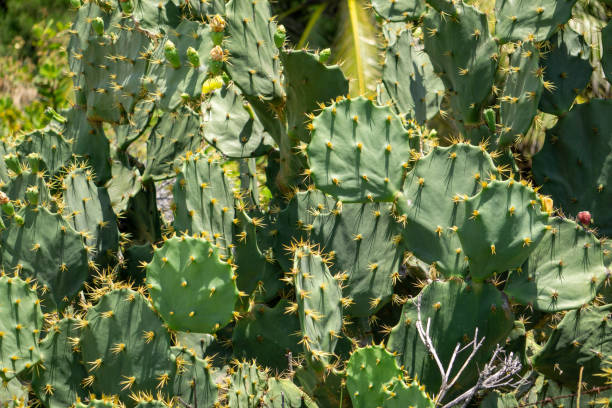 istock photo of cactus with bokeh effect 2176248033