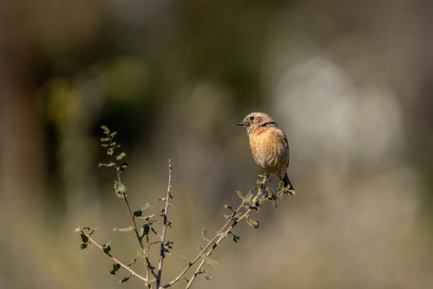 istock The European stonechat (Saxicola rubicola) 2176248180