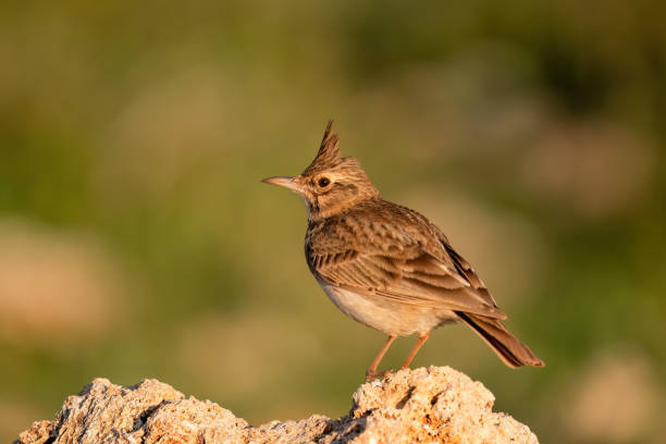 istock Male Crested Lark in the rock. copy space 2176248510