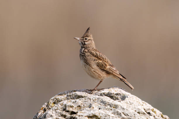 istock Male Crested Lark in the rock. copy space. 2176248517