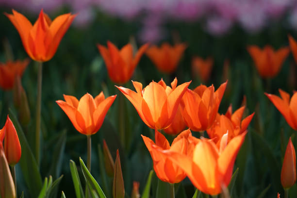 Beautiful and Colorful Tulips in Flower Garden