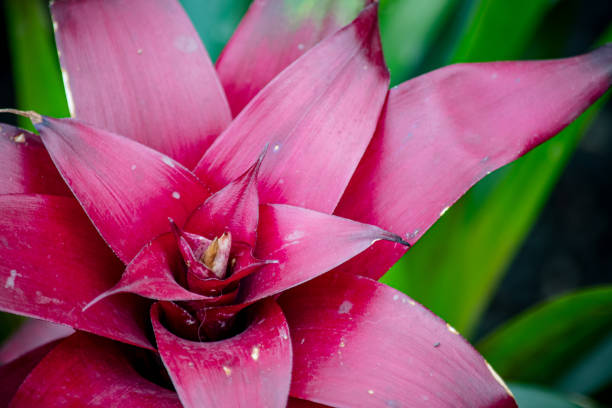 A stunning close-up of the Guzmania flower, known for its vibrant colors and unique structure within the Bromeliad family. This tropical beauty adds a splash of exotic charm to indoor and outdoor gardens alike.