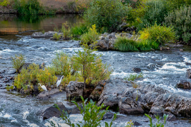 Birds at Cohoes Falls, Mohawk River, Albany, New York, USA