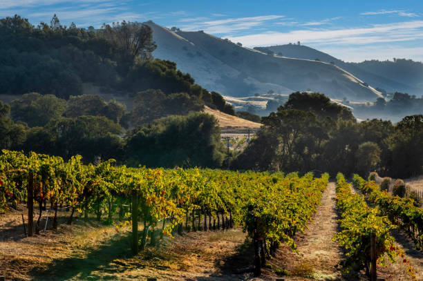 Vineyard and hills, El Dorado County, California Gold Country.