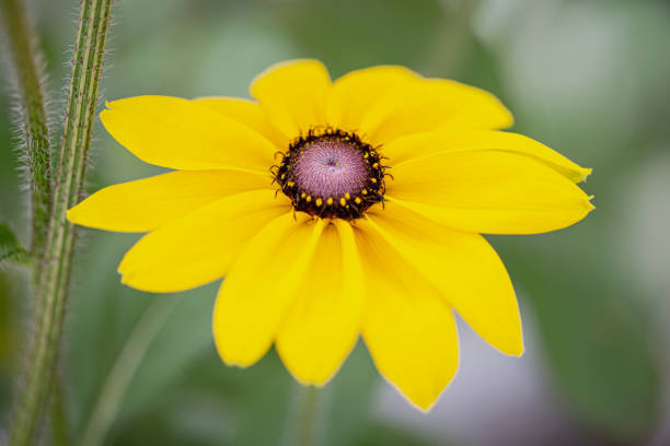 Rudbeckia flower (coneflowers) close-up on a blurred background