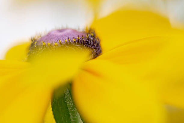 Perennial Rudbeckia flower in a garden. Also known as Black-Eyed Susan.