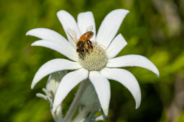istock Honey Bee collecting pollen and nectar 2176262148