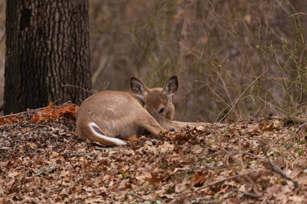 istock White Tailed Deer in New Jersey 2176262543