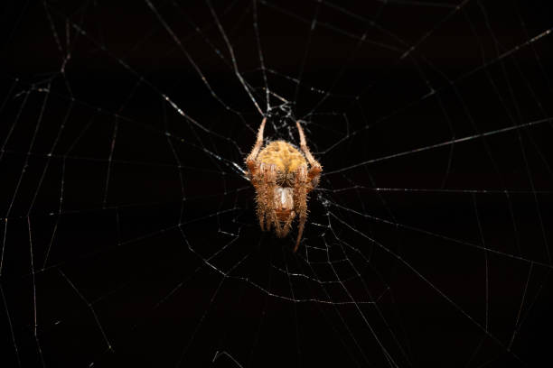 istock Orb Weaver Spider in New Jersey 2176264931