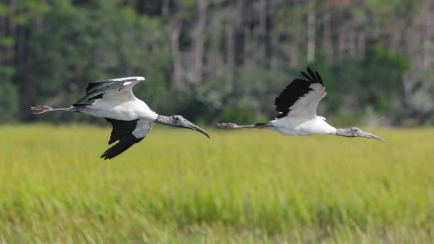 istock Wood storks in flight over wetland 2176265162