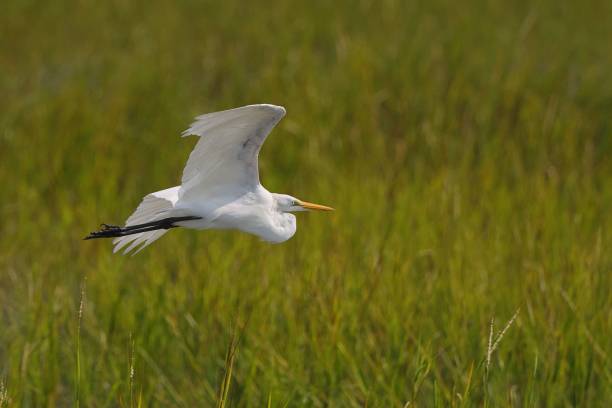 Great white egret in flight over lush green marshland, showcasing its graceful wings and sharp beak.