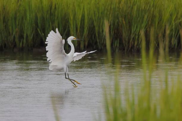 istock White egret landing on water 2176265286