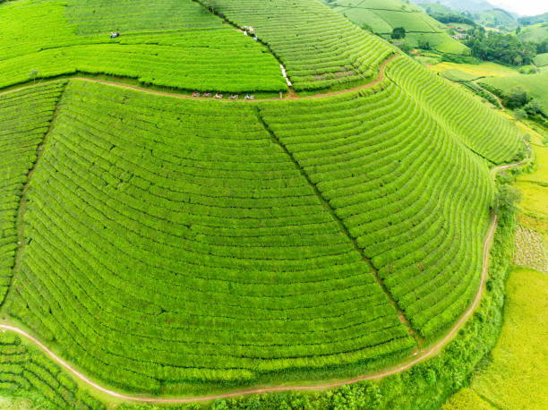 istock High angle view Rows of growing tea plantation at Long Coc mountains, Phu Tho province,Texture of Green tea leaf in northern Vietnam 2176265415