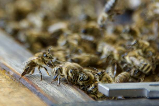 istock Bees sitting close to their beehive 2176266022