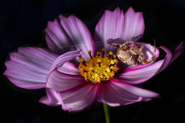 SEATTLE, WASH., U.S. - SEPT. 27, 2024: An orb-weaver spider takes shelter under the pedals of a cosmo flower that it bent over and lashed together with silk to avoid the rain in Seattle, Wash., on Sept. 27, 2024.