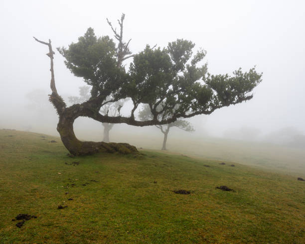 istock he twisted fog tree, Portugal 2176267482