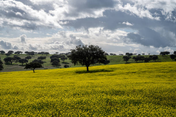 Tree alone on the yellow field, Portugal