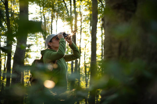 istock Woman Birdwatching in Lush Green Forest at Sunset 2176268489