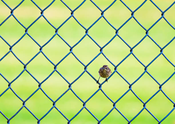 Bird Behavior