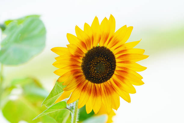 Blooming bright sunflower flower, close-up. Natural background.