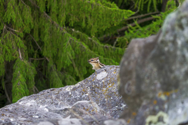 Asian chipmunk, or Siberian chipmunk lat. Eutamias sibiricus , is a mammal of the rodent family of the squirrel family.