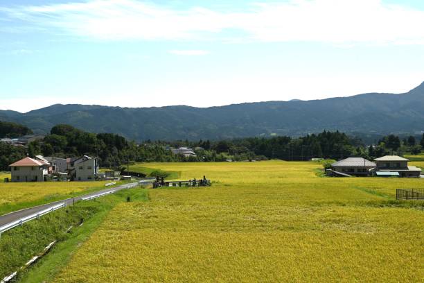 istock Cultivation and growth of rice. 2176280848