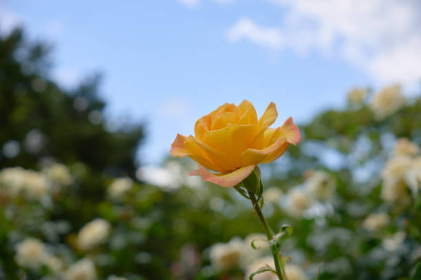 A single yellow rose against a blue sky.