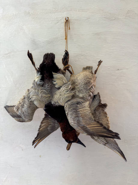 istock Duck Taxidermy Hung on Stucco Wall 2176285974