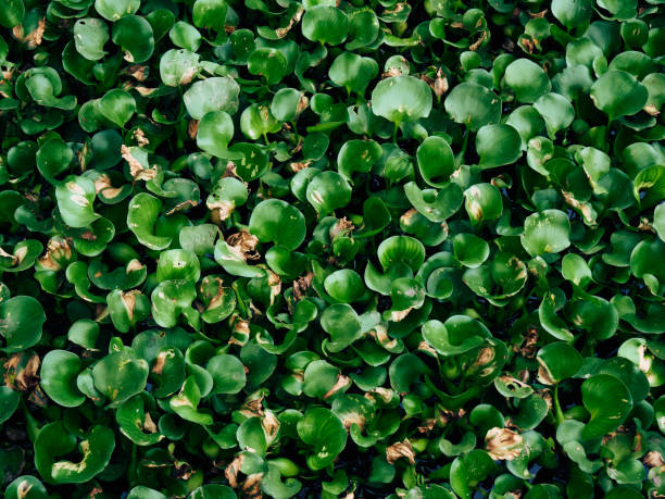 istock Overheard view of water hyacinth 2176286864