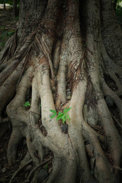 istock Native Tree roots showing unique patterns and shapes caused through years of growth 2176287111