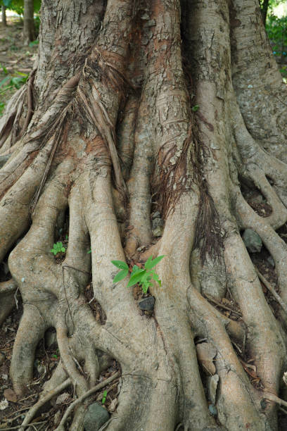 istock Native Tree roots showing unique patterns and shapes caused through years of growth 2176287114
