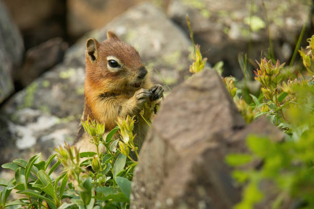 istock Low angle closeup of gold-mantled ground squirrel feeding 2176288674