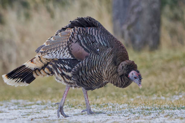 istock Low angle closeup side view of a wild turkey 2176288726