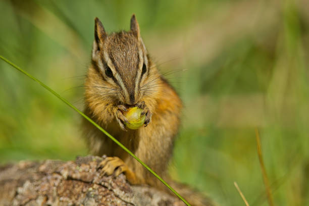 Squirrels are a natural part of Bali beaches.Seminyak Beach - Indonesia.
