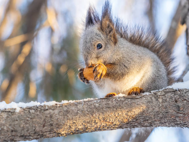 istock The squirrel with nut sits on tree in the winter or late autumn. 2176294391