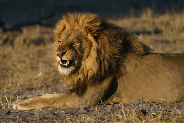 Lioness feeding on impala leg in African bush