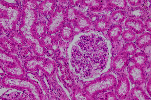 istock Pathology and Histology Tissue of Mammals under microscope. 2176297987