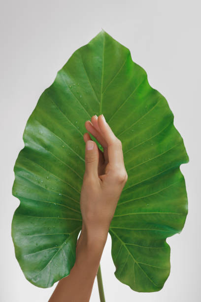 istock Hand Holding Large Green Leaf Close-up 2176300148