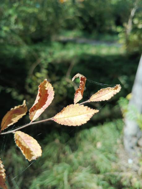 Spider web on leaves. Small spider web on leaves of ulmus tree. Background. Indian summer. Web threads. Nature photography.