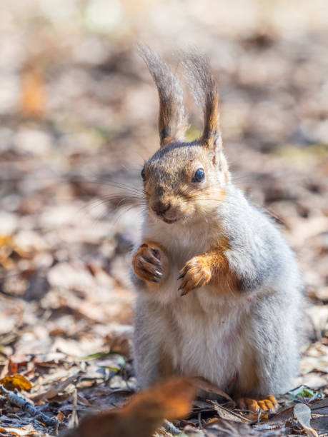 istock Squirrel in autumn or spring with nut on the green grass with fallen yellow leaves 2176301683