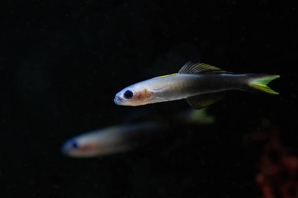 istock Ptereleotris evides, the Blackfin dartfish or scissortail goby 2176302364
