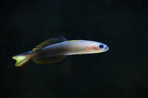 Ptereleotris evides, the Blackfin dartfish, occurs in outer reef slopes, also inhabits lagoons and bays. Usually in pairs as adults and in small aggregations as juveniles. High quality photo