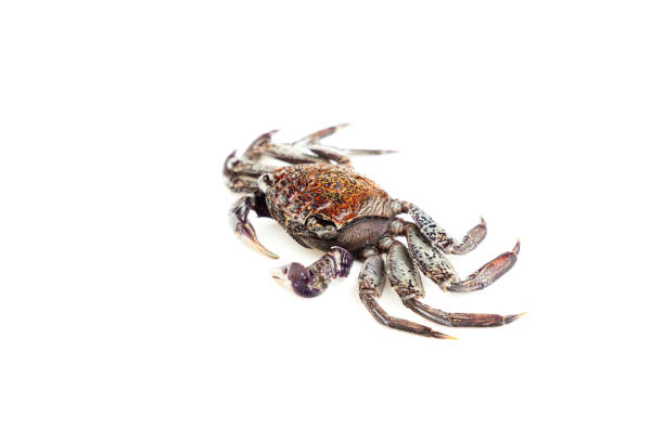 Crab seafood isolated. Crab shell