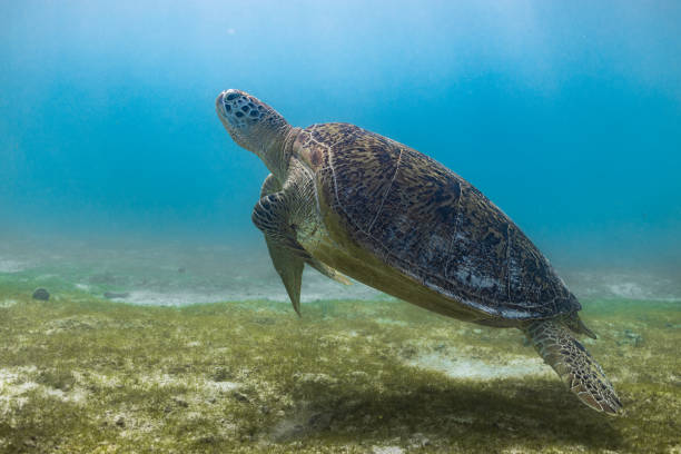 istock Endangered Green sea turtle grazing on protected seagrass patch in tropical Maldives lagoon in Indian Ocean. 2176305149
